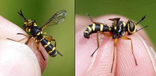 Conops scutellatus